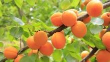 Acheter les abricots de la Drôme